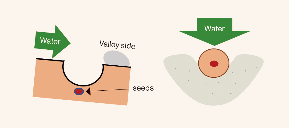 vegetable-packed biryani-style curry and a consommé julienne with onions grown