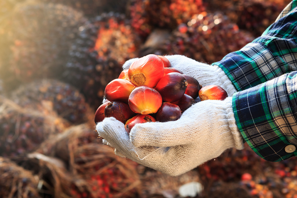 Palm oil, produced from the fruit of oil palm trees, can be efficiently produced and is in increasing demand because of its good production yield and the many commodities for which it can be used.