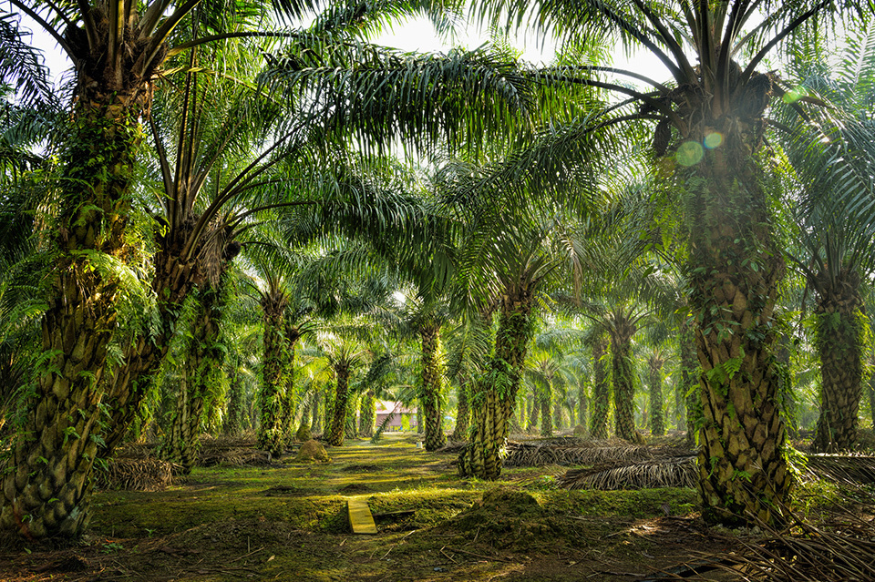 An oil palm plantation in Malaysia.