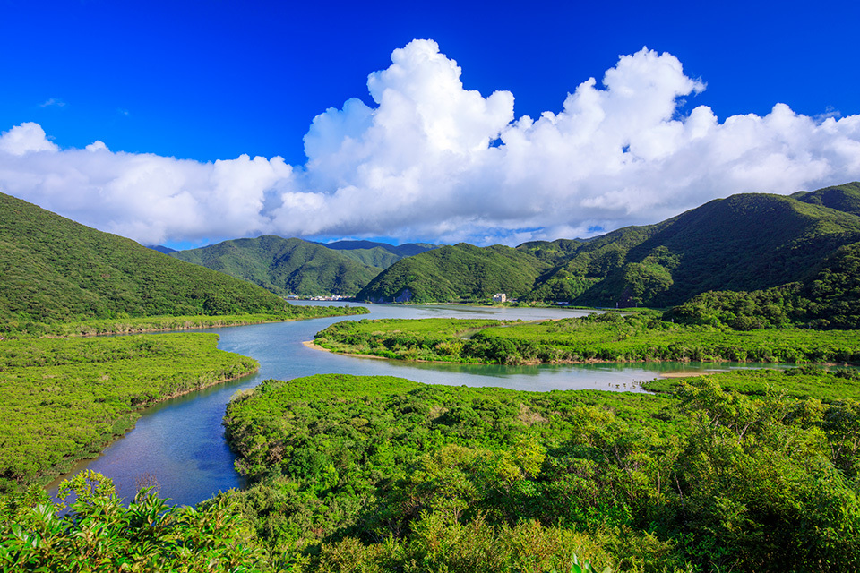 The vast virgin mangrove forest on Amami-Oshima Island. People can enjoy activities such as canoeing in the forest.
