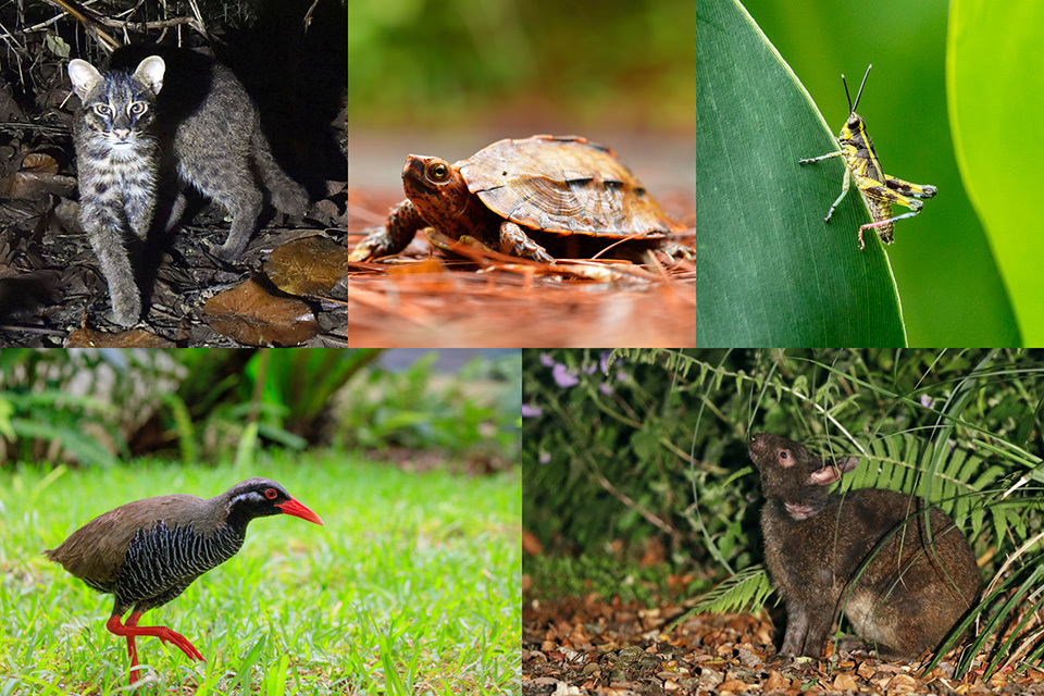 Some of the unique species on the islands. From top left to bottom right: Iriomote cat, Ryukyu black-breasted leaf turtle, Iriomote locust, Okinawa rail, Amami rabbit.