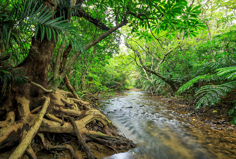 The northern part of Okinawa Island and Iriomote Island, often described as the “Galapagos of the East” due to their many endemic species, have been registered as a World Natural Heritage site. AFLO