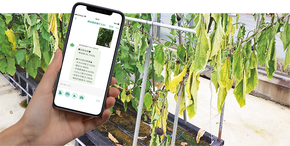 FarmChat is an agricultural ICT app offered by Farm Alliance Management. It uses the AI pest identification system developed by the NARO-led consortium. The user sends a photo of the produce damaged by a pest, which FarmChat uses to determine the disease and the harmful insect. An increasing number of farms are using the app. CREATED USING AN IMAGE TAKEN FROM THE AI PEST IMAGE DB (https://www.naro.affrc.go.jp/org/niaes/damage)