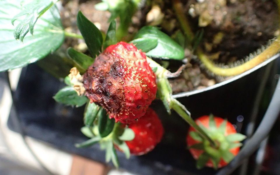 Examples of pests identifiable with a system developed by a NARO-led consortium. Photo shows crown rot of a strawberry. AI PEST IMAGE DB (https://www.naro.affrc.go.jp/org/niaes/damage) 