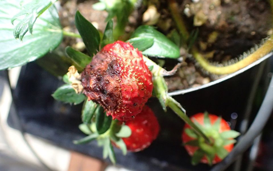 Examples of pests identifiable with a system developed by a NARO-led consortium. Photo shows crown rot of a strawberry. AI PEST IMAGE DB (https://www.naro.affrc.go.jp/org/niaes/damage)
