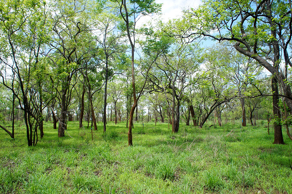 A forest of African blackwood in Tanzania. The trees need about 70 to 100 years to grow before they are harvested. Yamaha has been explaining to local residents about the importance of imagining the world in a century’s time and acting accordingly.