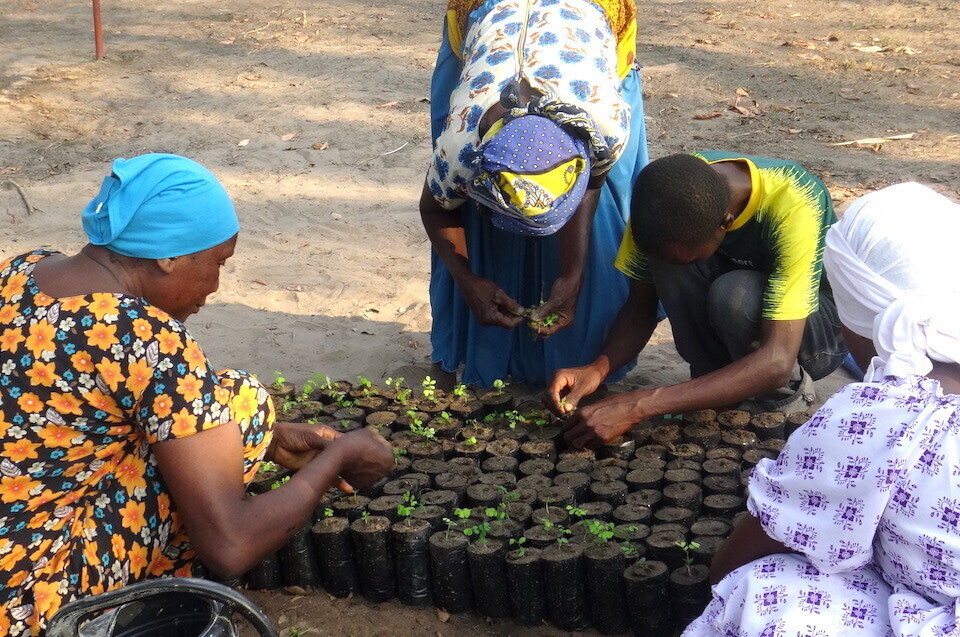 Villagers sow seeds and tend seedlings that are later planted in the forest. Cultivating, protecting, and utilizing forests now comprise an important industry in the villages.