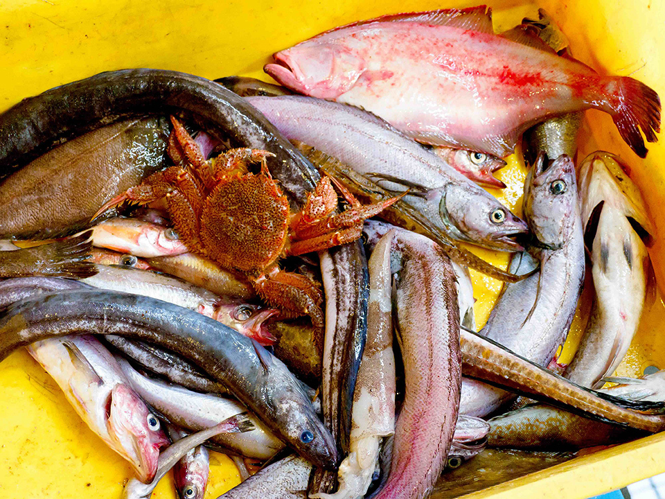 The Unknown Strong and Waste-Free Fishing Industry of Iwate