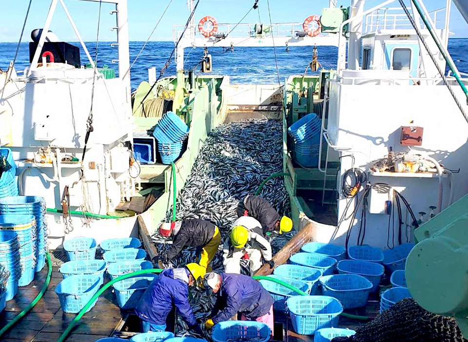 Fishermen from Miyako are sorting many kinds of fish out on a boat off the eastern coast of the Tohoku Region.