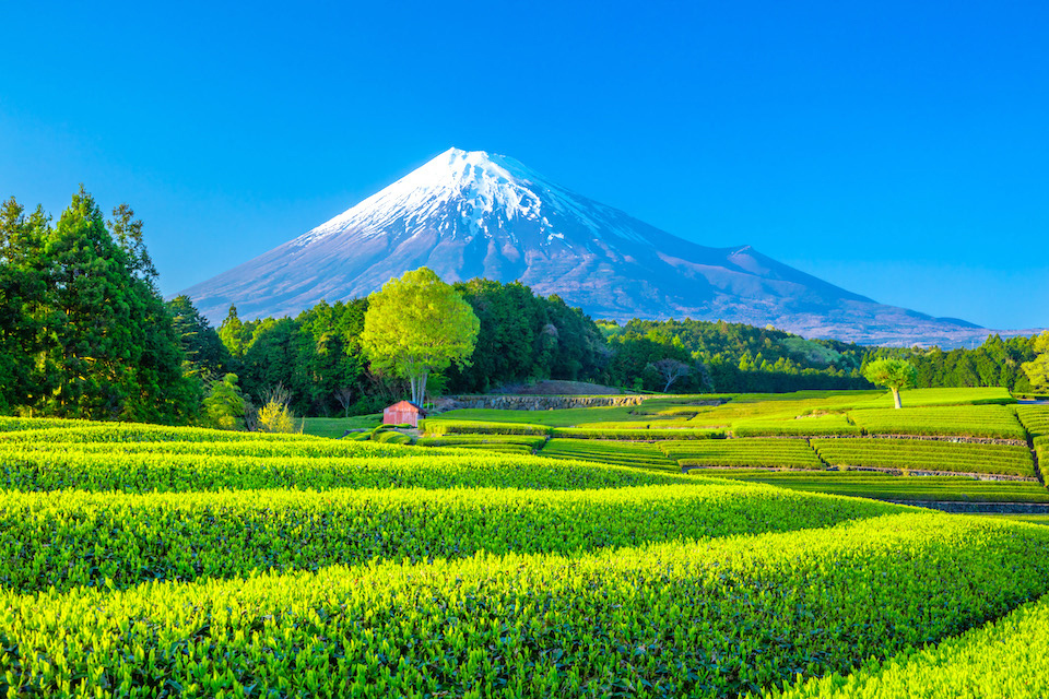 Japan Spring Core The Delights of Spring, the Blessings of Spring | The Government of ...