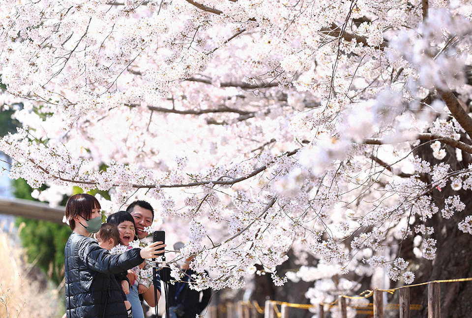 A family under the full-bloomed cherry blossoms in Yonomori, Fukushima. THE MAINICHI NEWSPAPERS