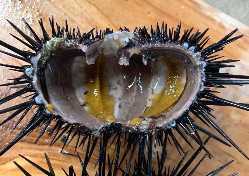 A split sea urchin, almost empty and devoid of anything edible.
