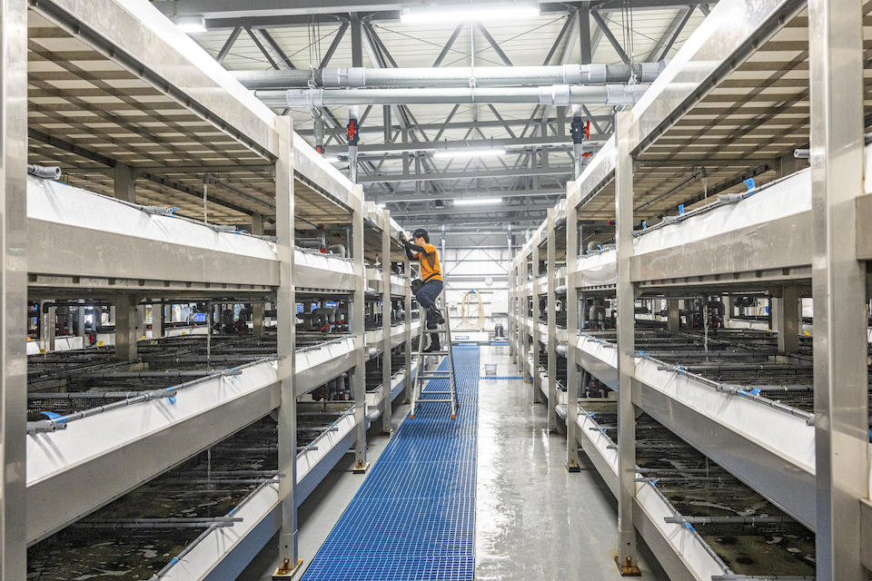 Inside the sea urchin ranch facility, lined up racks with four-tiered shelves containing tanks of sea urchins. A man in an orange jacket is on a ladder checking one of the tanks.