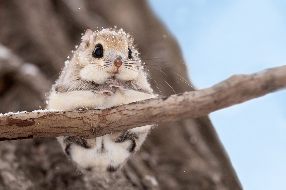 A Ezo-momonga, a flying squirrel unique to Hokkaido, Japan, is clinging to a tree branch in a snowy forest.