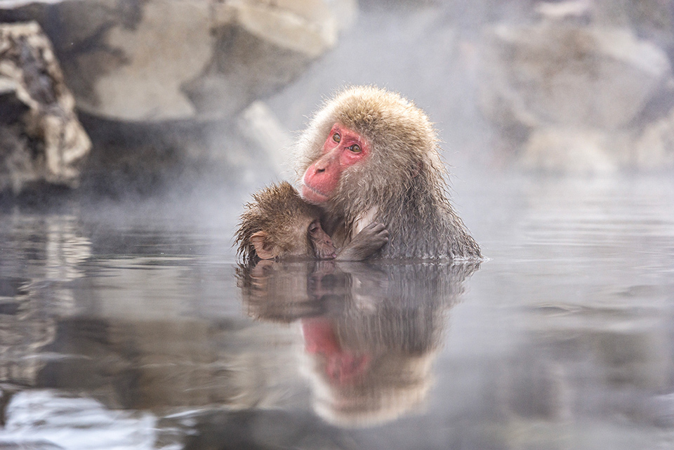 Parent and baby snow monkeys, live in Jigokudani Yaen-koen in Nagano, submerged a in hot spring.