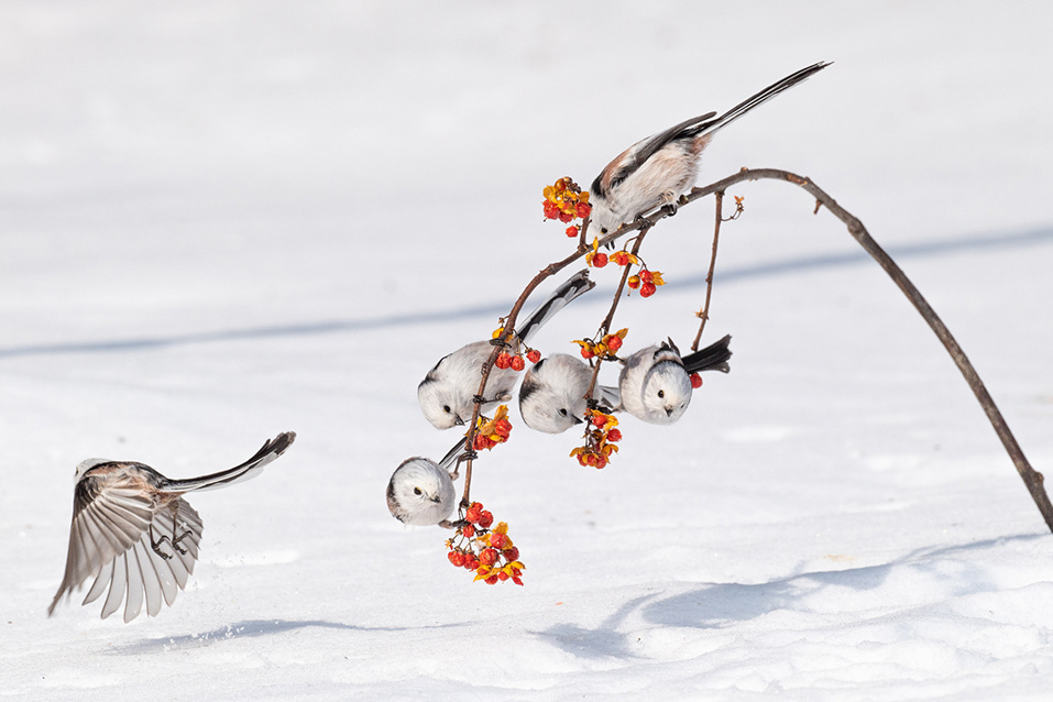 A group of Shima-enaga, a small bird unique to Hokkaido, Japan, perched on a branch with red berries in a snowy landscape.