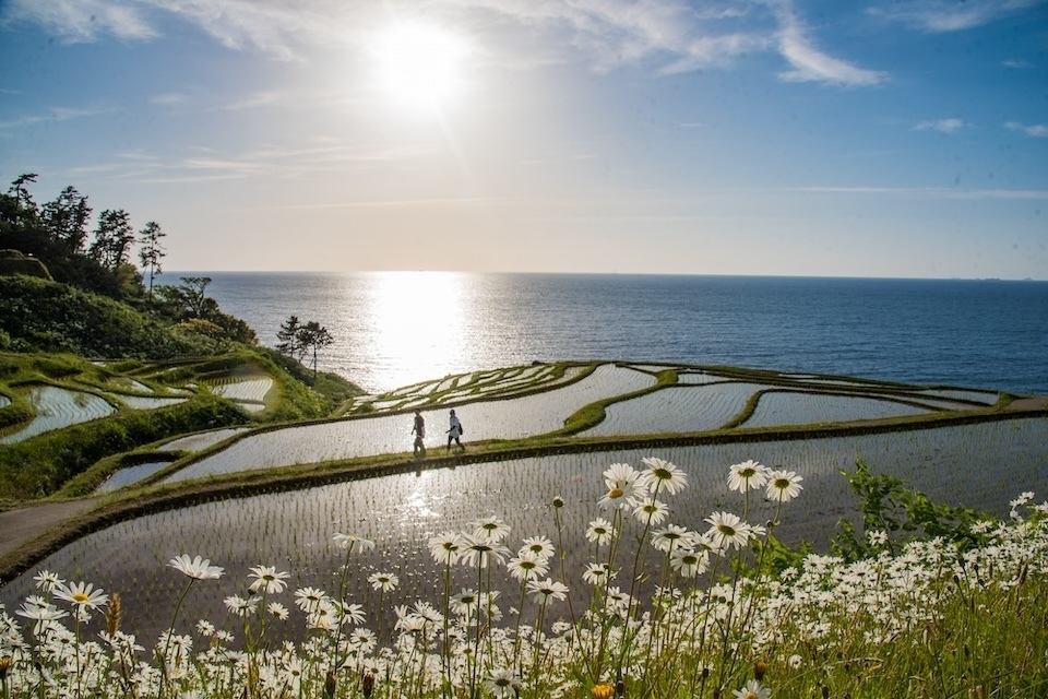 Scenic terraced rice fields overlooking the ocean, white flowers in the foreground.