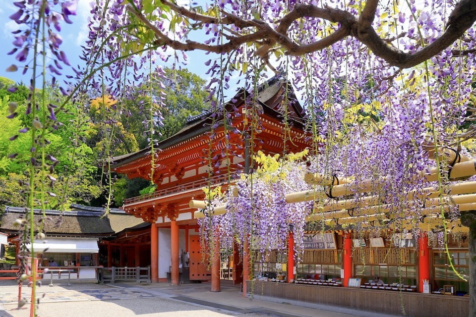 Brightly lit Kasuga Taisha Shrine with red pillars stands behind a wisteria tree full of bloom.