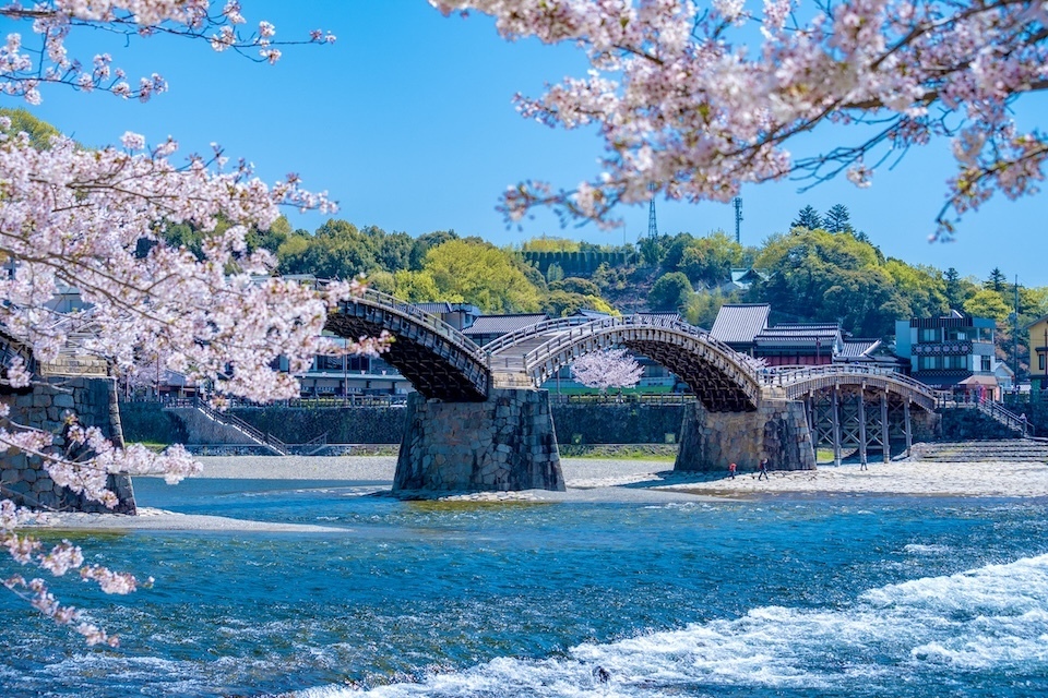 Cherry blossom trees in full bloom surround the five-arched wooden Kintaikyo Bridge.
