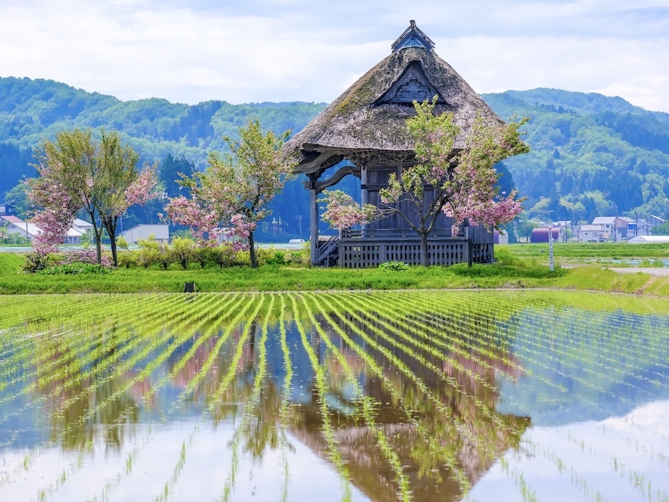 A small thatched-roof temple with wooden walls sits in watered rice paddies.