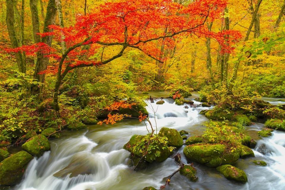 Autumn Foliage Turns Japan into a More Dynamic Landscape | The ...