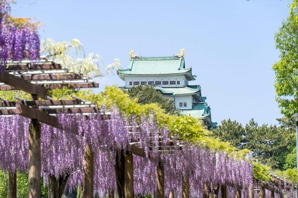 Japan Castles Spring Experience the Colorful Sensory Symphony of Spring in Japan | The ...