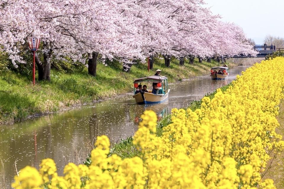 Japanese Elements Spring Experience the Colorful Sensory Symphony of Spring in Japan | The ...