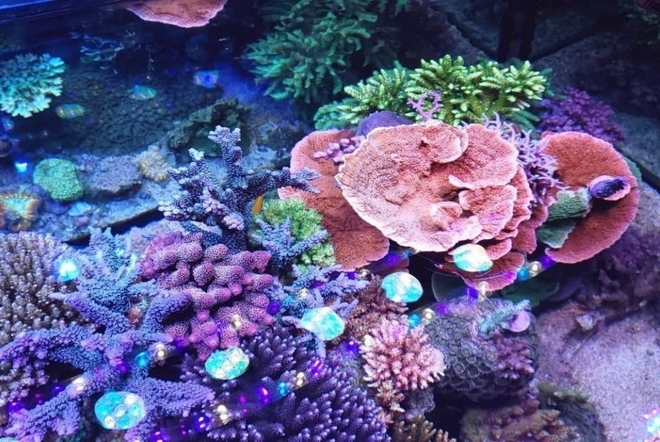 Various colorful corals and lush marine plants in an aquarium.