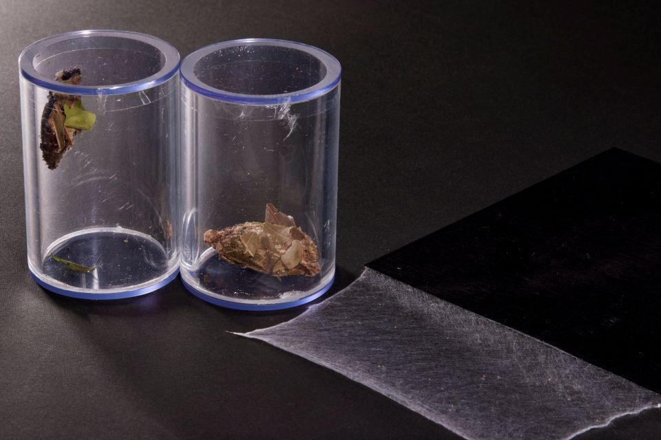 Bagworms in clear containers, along with a small sheet of material made from their silk