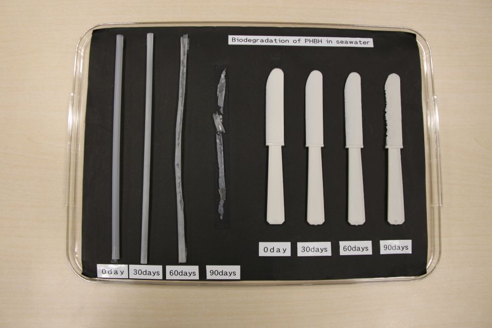 A biodegradable straw and knife at various stages of decomposition