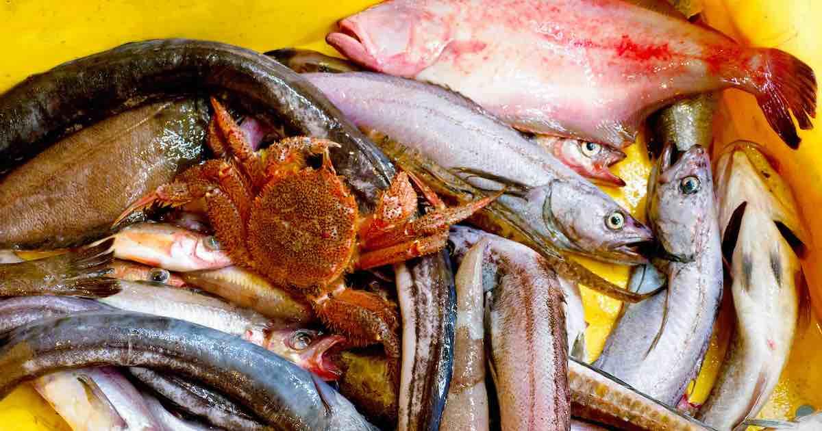 The Unknown Strong and WasteFree Fishing Industry of Iwate The