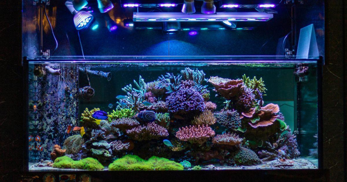 Picture of IoT-Based Coral Reef Ecosystem Promotes New Conservation Standards ...