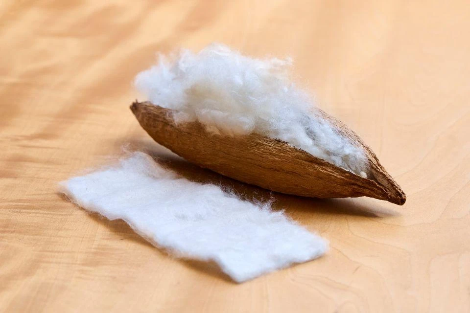 A kapok seedpod next to the fibers processed by KAPOK JAPAN