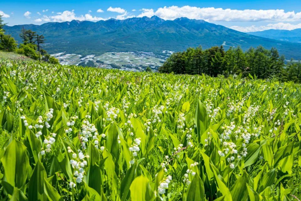 A panoramic view of the lily-of-the-valley flowers that bloom across the highland meadows of Fujimi Panorama Resort