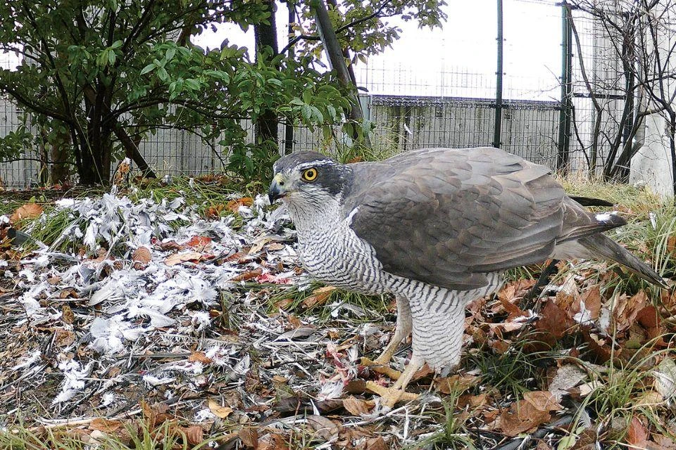Closeup of a goshawk spotted in the Ohashi Village Forest