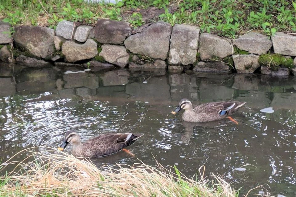 Ducks swimming in a small pond in Ohashi Village Forest