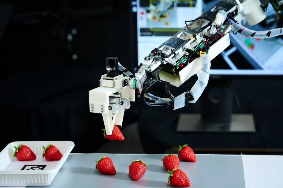 The MobiRobo robotic arm picking up and packing strawberries