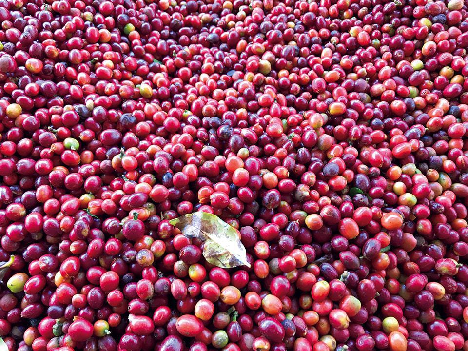 One of the secrets to delicious coffee is the “selection” process of the coffee berries.
