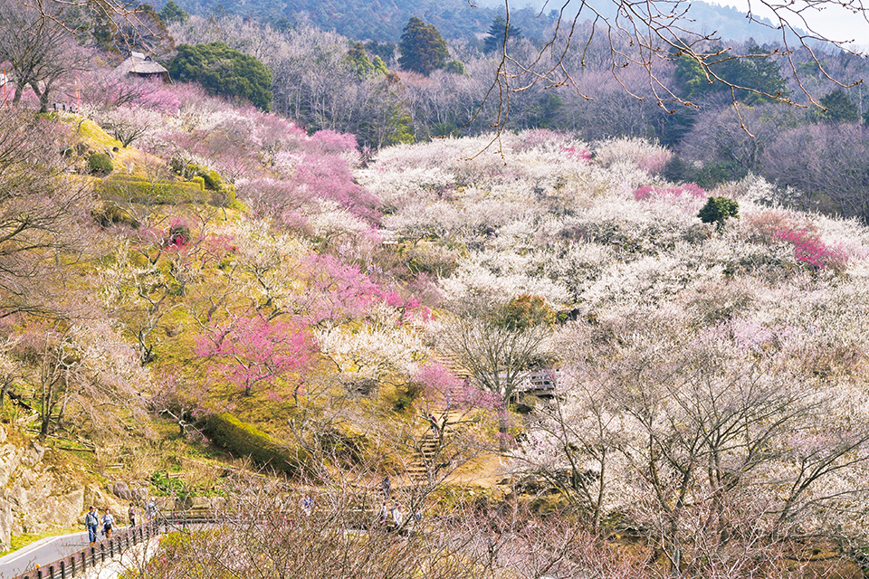 Towada | AOMORI 青森