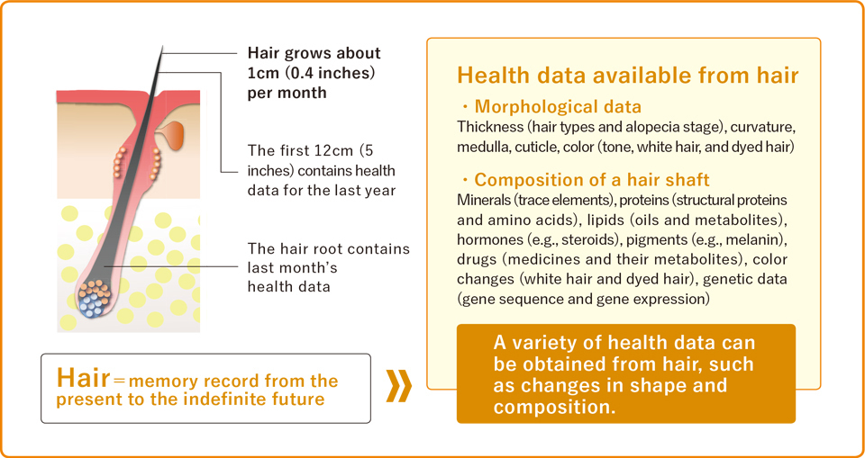 Hair is a “memory medium” that stores information about the condition of the body over time.