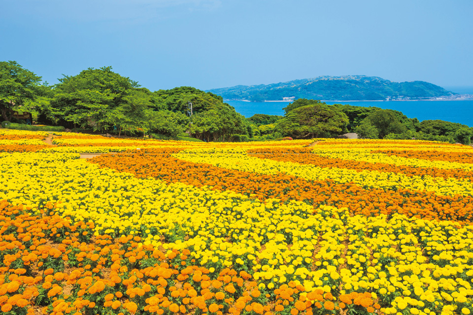 Fields of golden flowers overlooking the sea