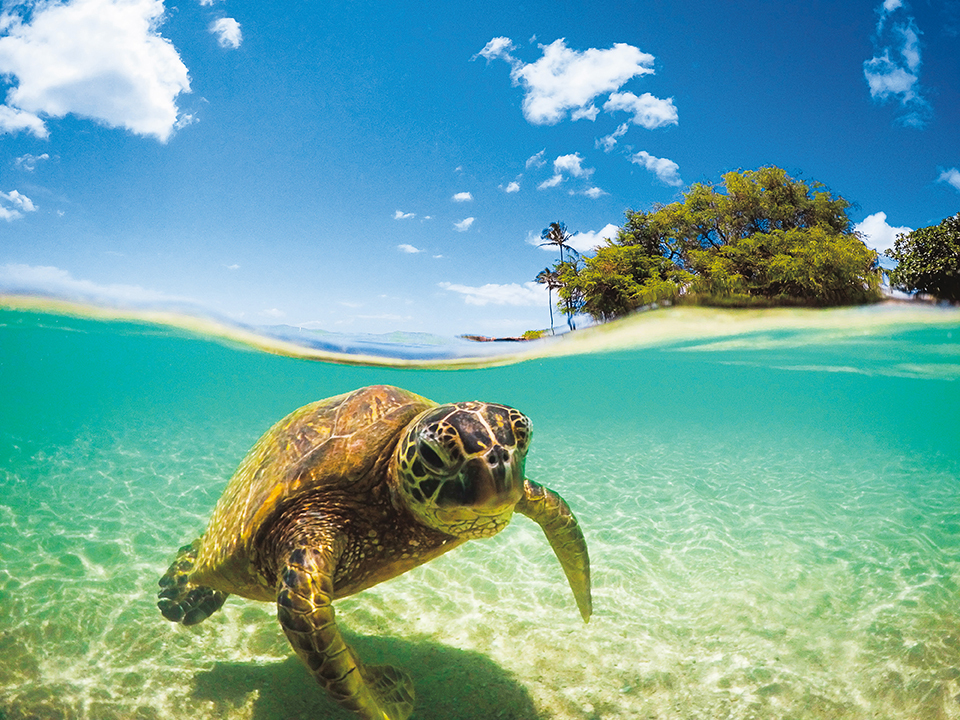 Marine plastic litter doesn't only detract from beautiful nature.