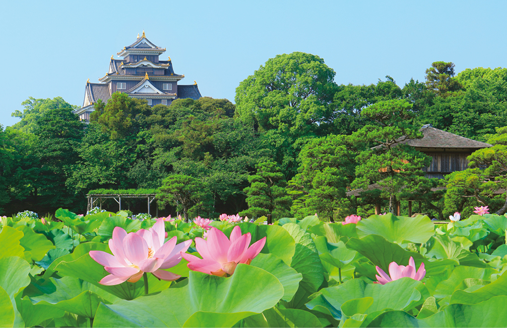 Graceful lotus flowers ushers in the summer mornings