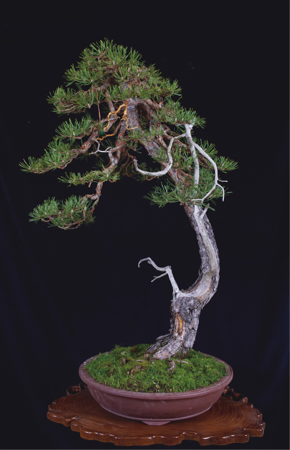 A scots pine bonsai that Brose has trained.