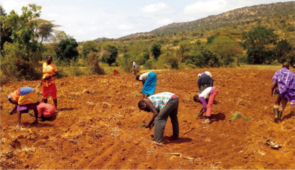 Onions are also being grown in a field irrigation scheme.