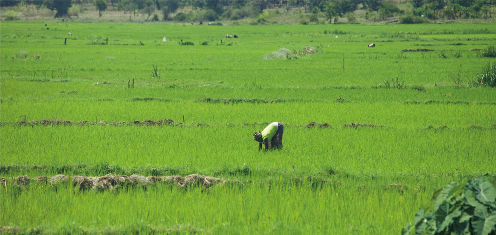 Kenya is expanding rice production to meet growing consumer demand.