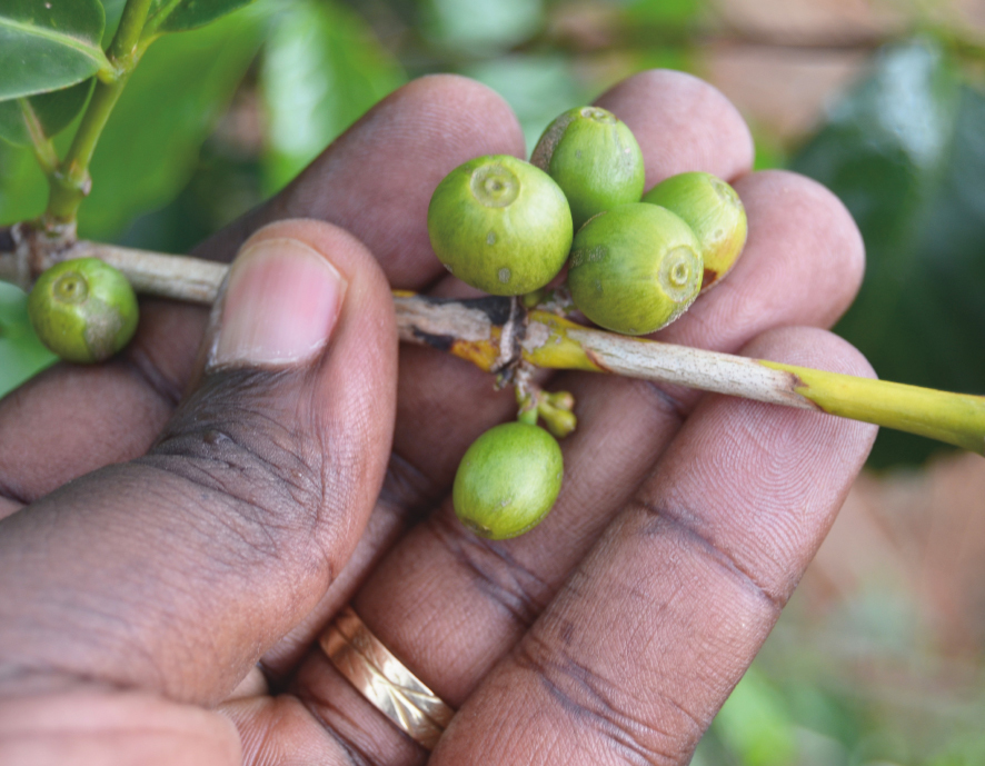 These fruits, called coffee cherries, contain beans that are processed into coffee beans for delivery to consumers.