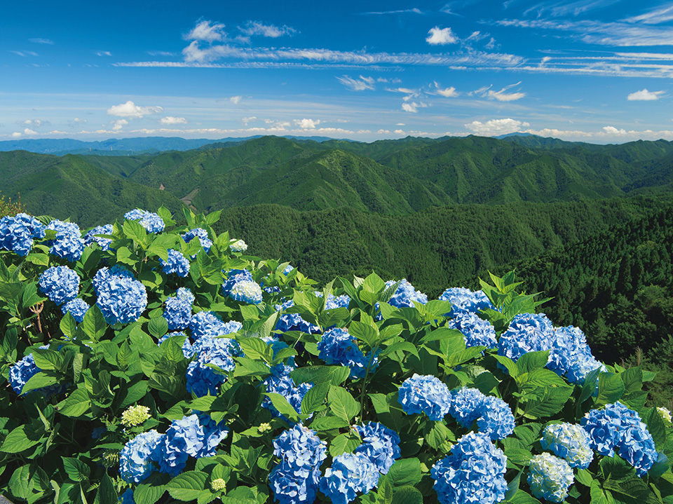 Flower garden in refreshing blue