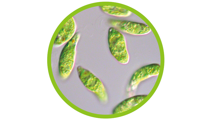 Pictured above are microalgae euglena.