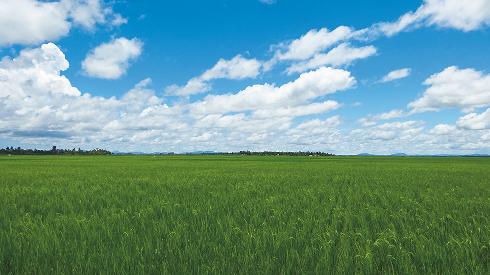 The Mwea Irrigation Scheme is Kenya’s largest rice paddy region. Japan is providing support in multiple ways, including not only irrigation but also new rice strain development and cultivation techniques.